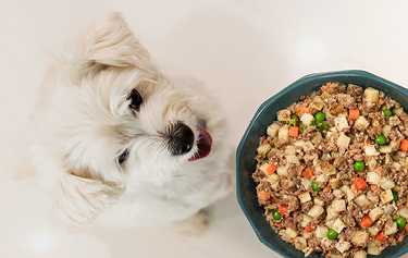 Fresh dog food outlet delivered